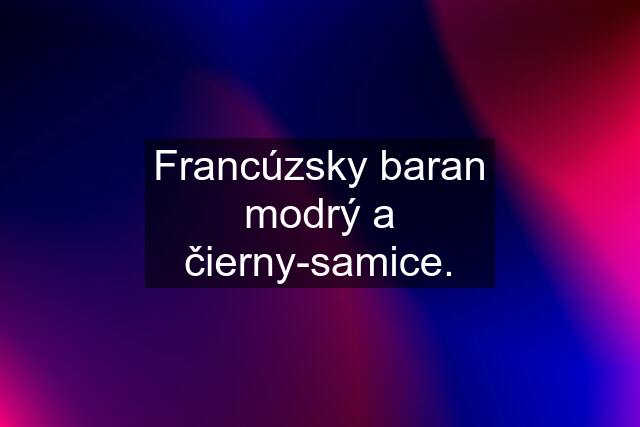 Francúzsky baran modrý a čierny-samice.