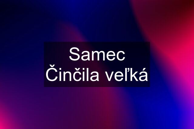 Samec Činčila veľká