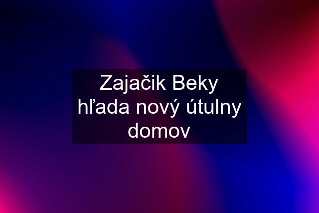 Zajačik Beky hľada nový útulny domov