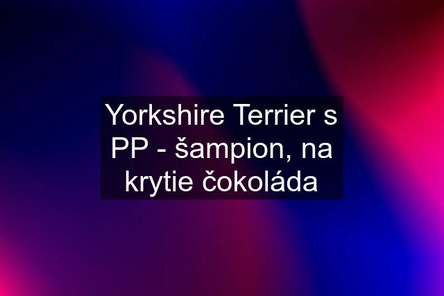 Yorkshire Terrier s PP - šampion, na krytie čokoláda