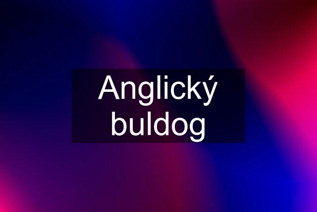Anglický buldog