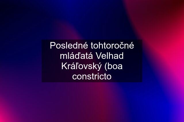 Posledné tohtoročné mláďatá Velhad Kráľovský (boa constricto