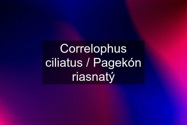 Correlophus ciliatus / Pagekón riasnatý