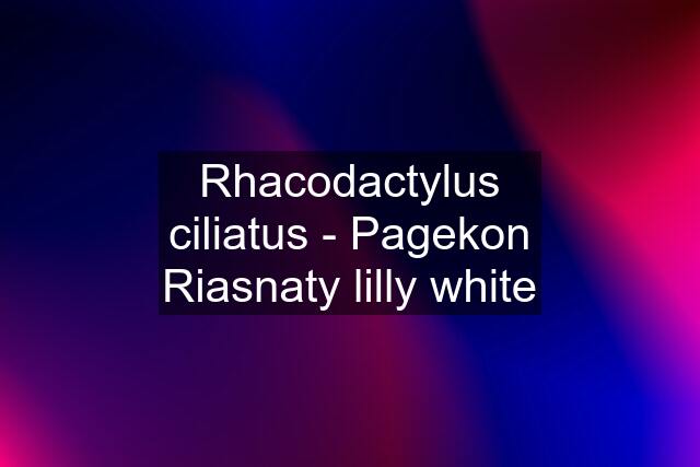 Rhacodactylus ciliatus - Pagekon Riasnaty lilly white