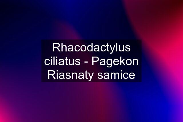 Rhacodactylus ciliatus - Pagekon Riasnaty samice