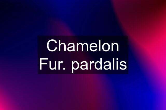 Chamelon Fur. pardalis