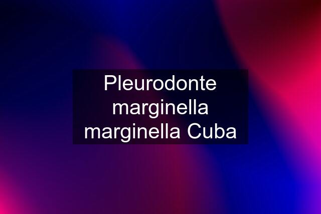Pleurodonte marginella marginella Cuba
