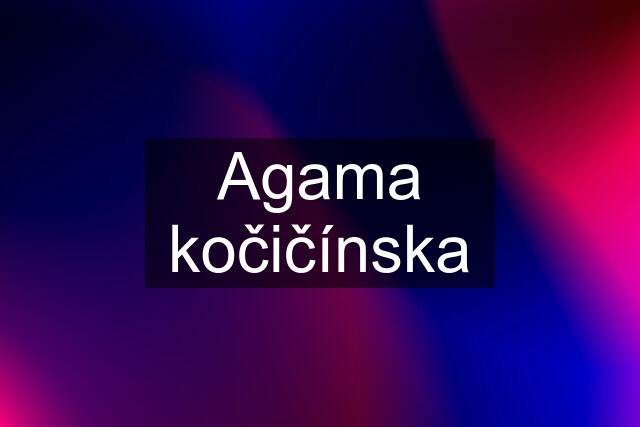 Agama kočičínska