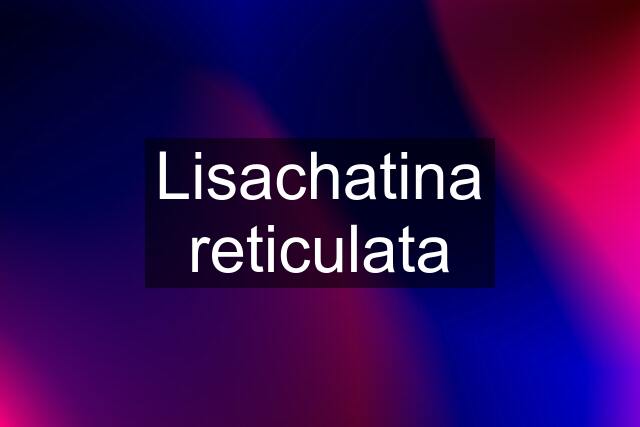 Lisachatina reticulata