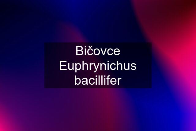 Bičovce Euphrynichus bacillifer