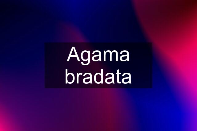 Agama bradata