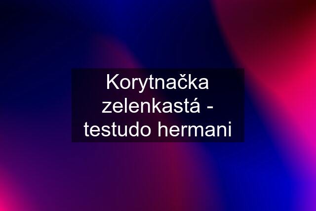 Korytnačka zelenkastá - testudo hermani