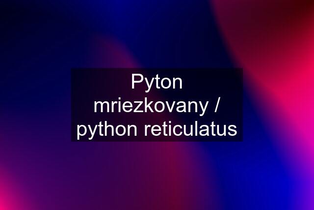 Pyton mriezkovany / python reticulatus