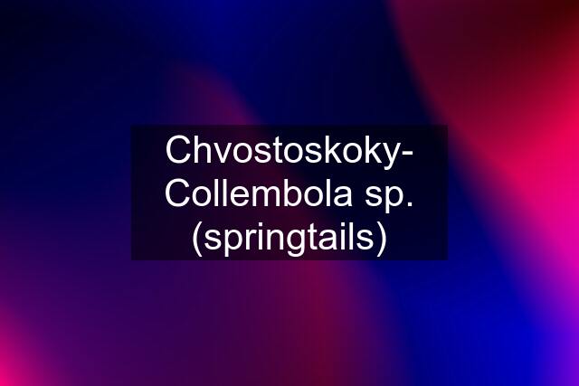 Chvostoskoky- Collembola sp. (springtails)