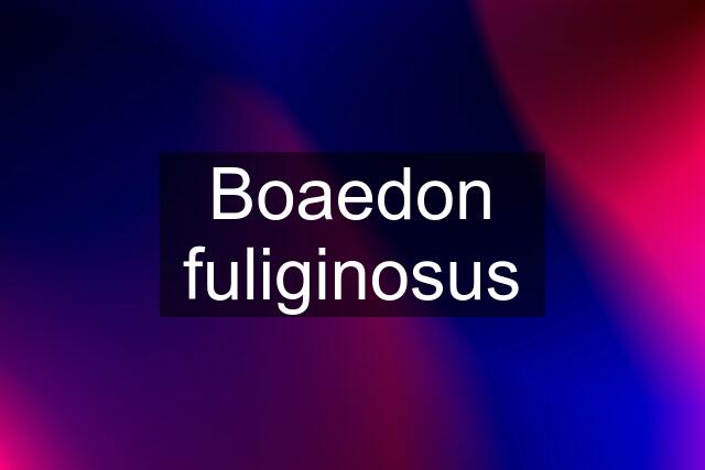 Boaedon fuliginosus