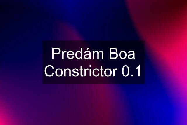 Predám Boa Constrictor 0.1