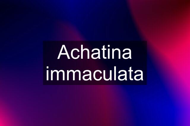 Achatina immaculata