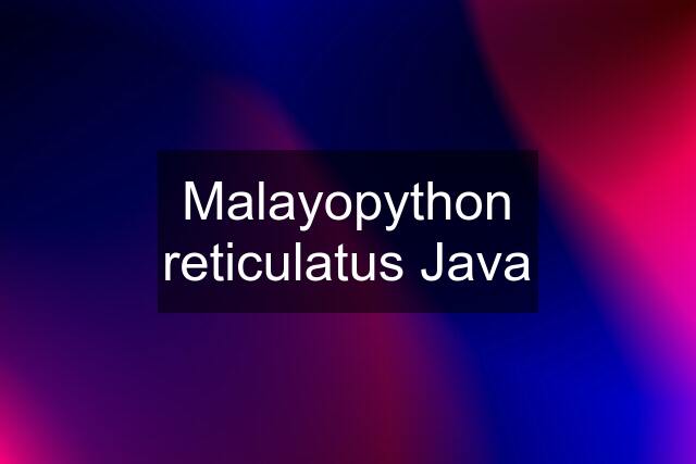 Malayopython reticulatus Java