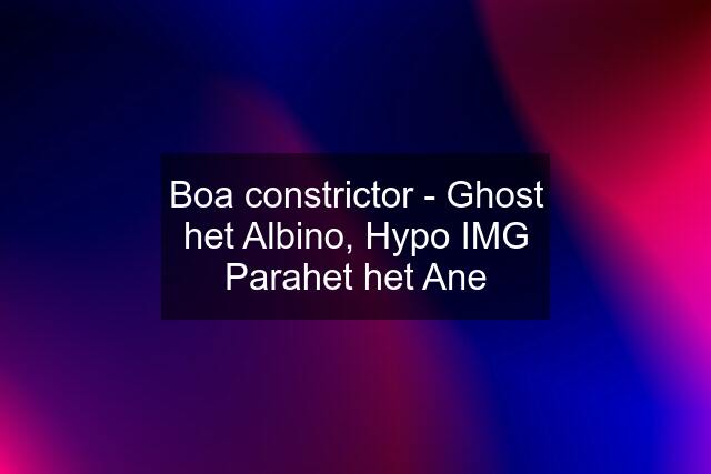 Boa constrictor - Ghost het Albino, Hypo IMG Parahet het Ane