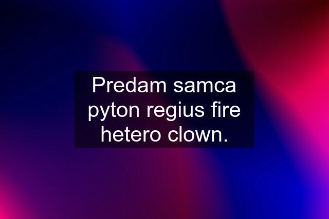 Predam samca pyton regius fire hetero clown.