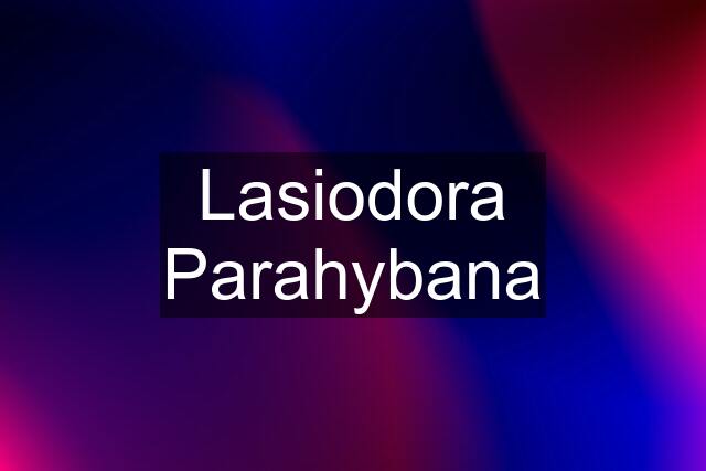 Lasiodora Parahybana