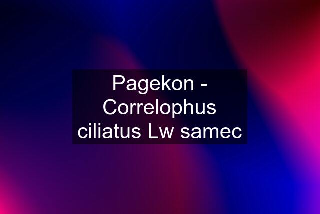 Pagekon - Correlophus ciliatus Lw samec