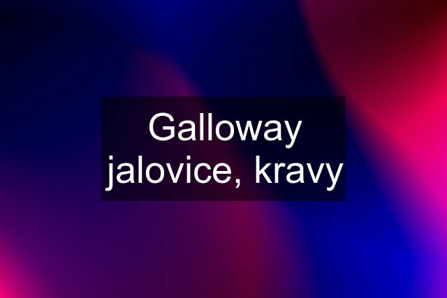 Galloway jalovice, kravy