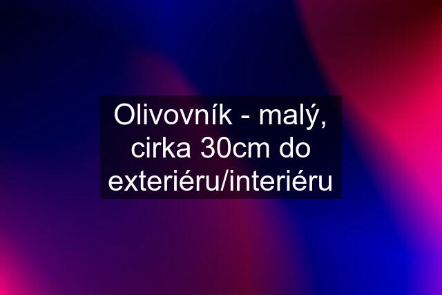 Olivovník - malý, cirka 30cm do exteriéru/interiéru