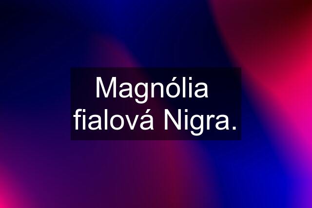 Magnólia  fialová Nigra.