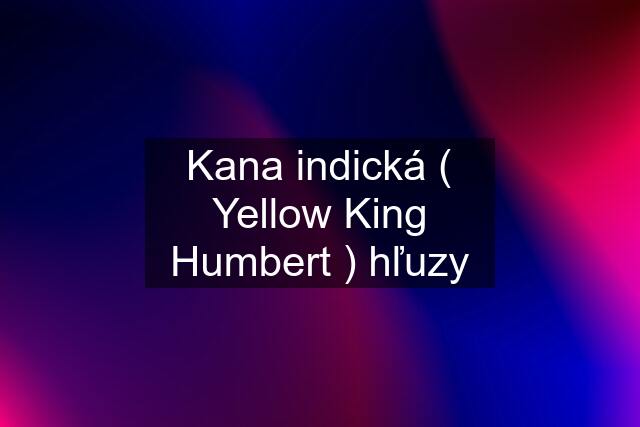 Kana indická ( Yellow King Humbert ) hľuzy