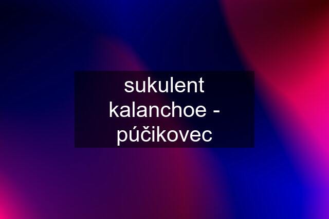 sukulent kalanchoe - púčikovec