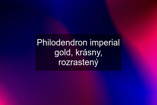 Philodendron imperial gold, krásny, rozrastený