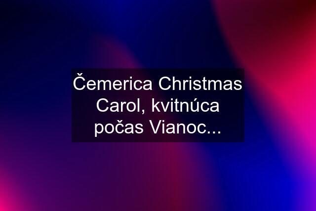 Čemerica Christmas Carol, kvitnúca počas Vianoc...