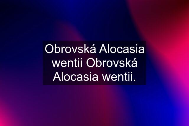Obrovská Alocasia wentii Obrovská Alocasia wentii.