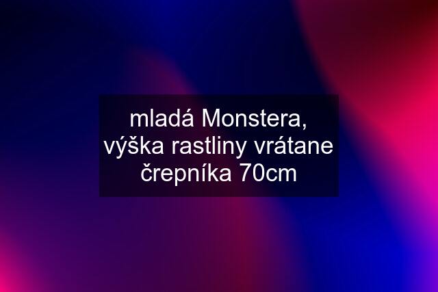 mladá Monstera, výška rastliny vrátane črepníka 70cm