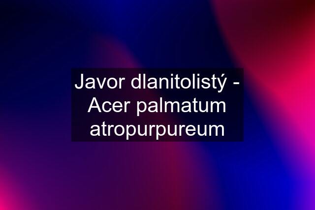 Javor dlanitolistý - Acer palmatum atropurpureum