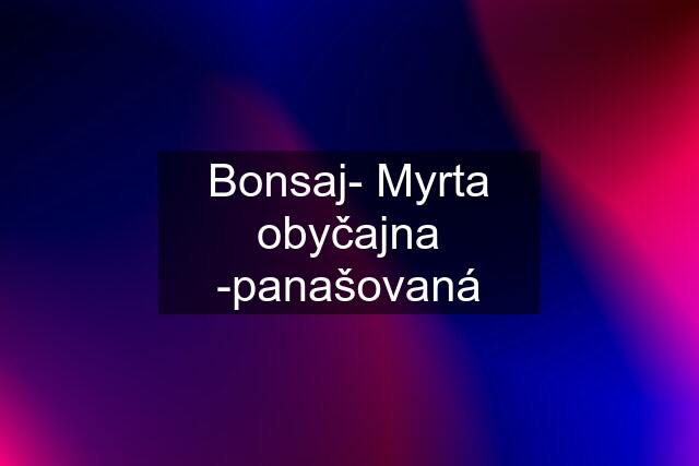 Bonsaj- Myrta obyčajna -panašovaná