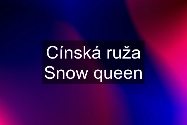 Cínská ruža Snow queen