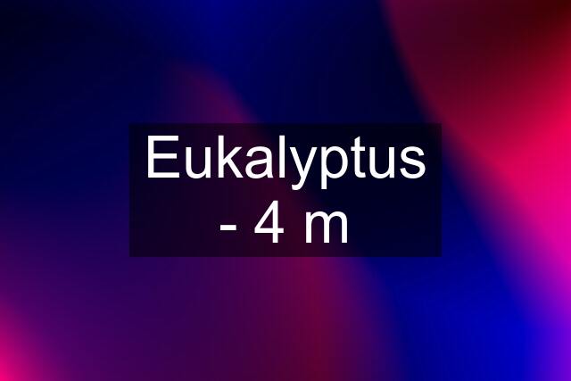 Eukalyptus - 4 m