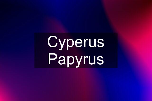 Cyperus Papyrus