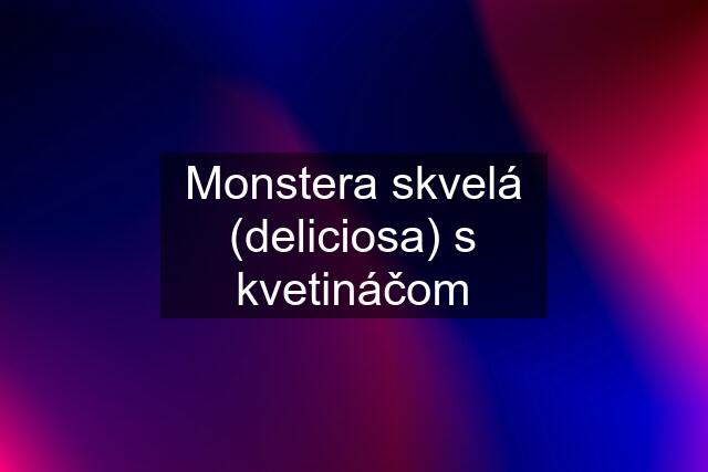 Monstera skvelá (deliciosa) s kvetináčom