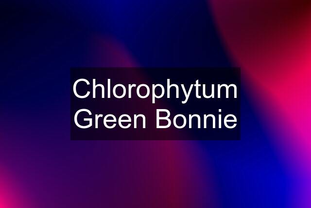 Chlorophytum Green Bonnie