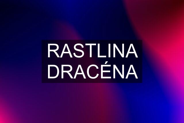 RASTLINA DRACÉNA