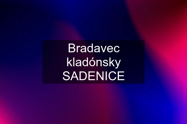 Bradavec kladónsky SADENICE