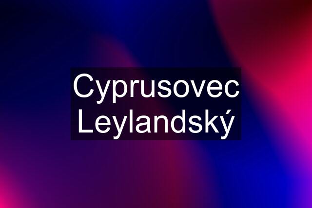 Cyprusovec Leylandský