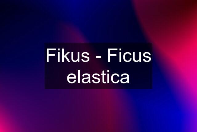 Fikus - Ficus elastica