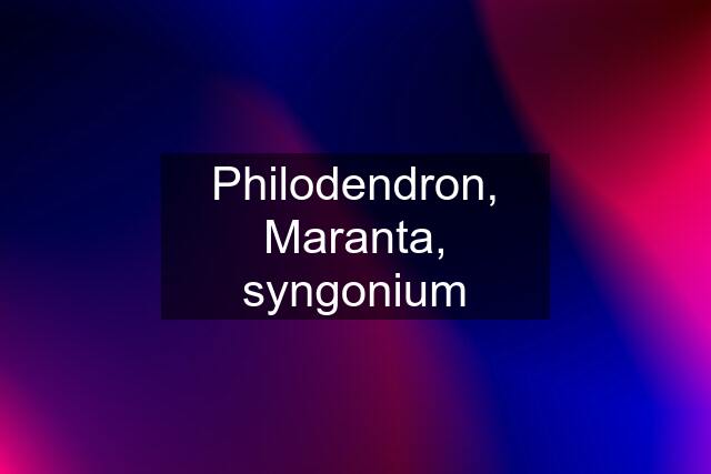 Philodendron, Maranta, syngonium