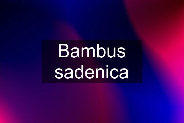 Bambus sadenica