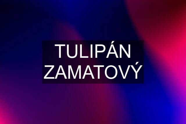 TULIPÁN ZAMATOVÝ