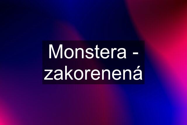 Monstera - zakorenená